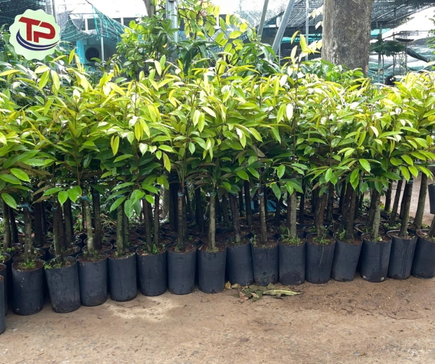 CÂY SẦU RIÊNG