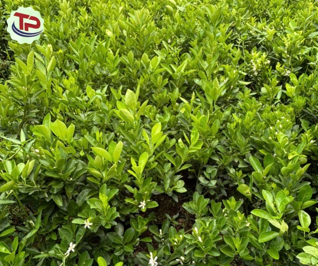 CÂY TẮC